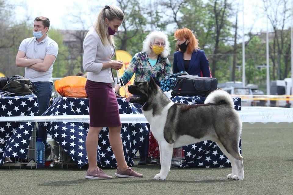 Кобель American Akita Чемпион Украины