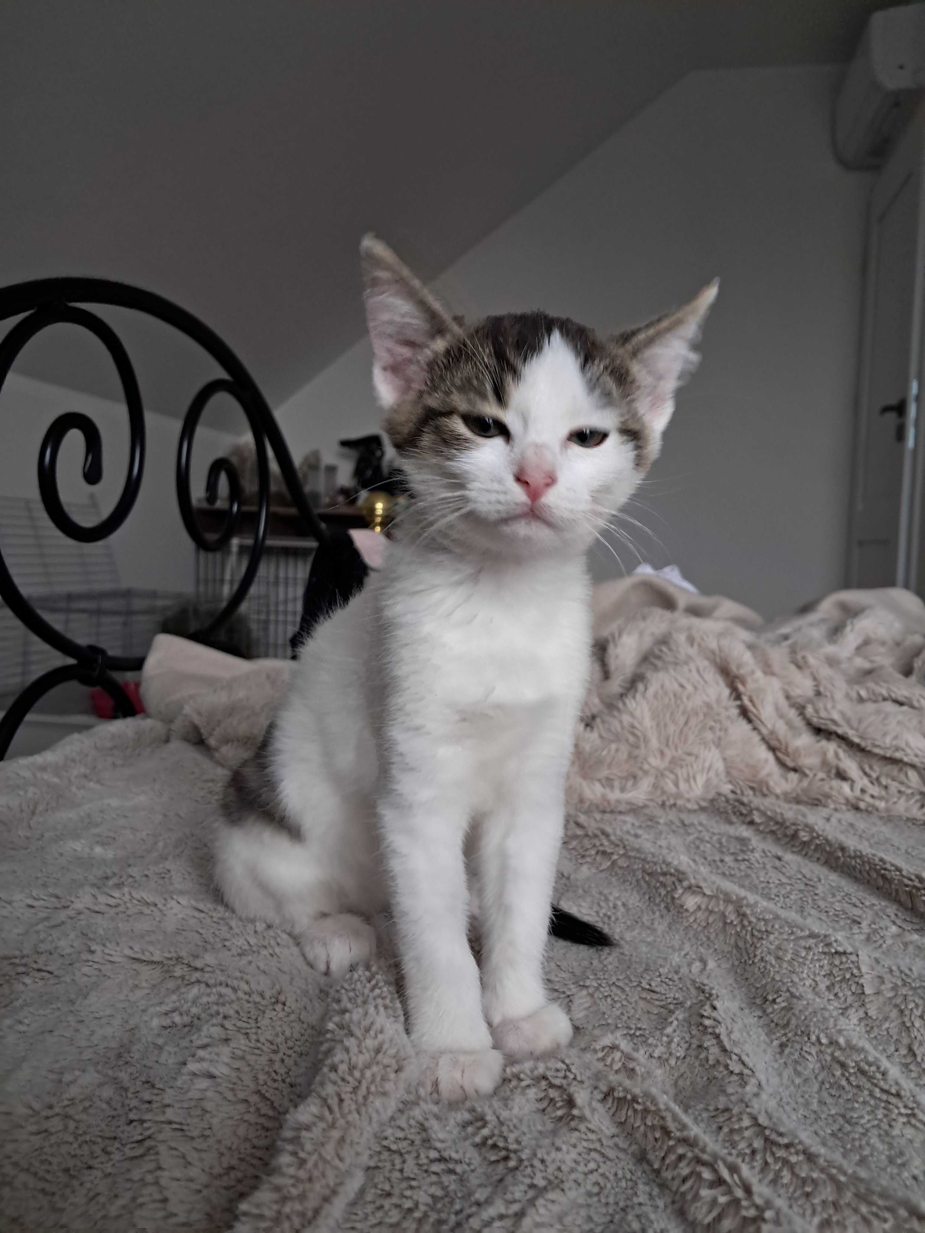 Do adopcji Lucy i Szakira