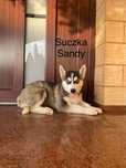 Husky Syberyjski