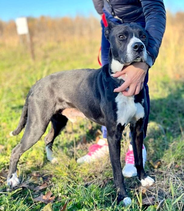 Wedel prosi o dom ...