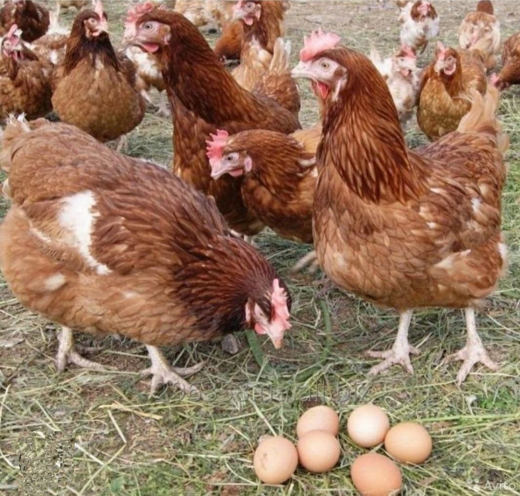 Інкубаційне яйце Ломан Браун