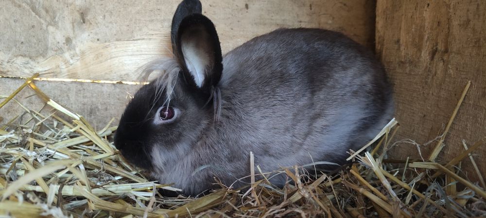 Królik z grzywą, samiec wiek 4 m-ce