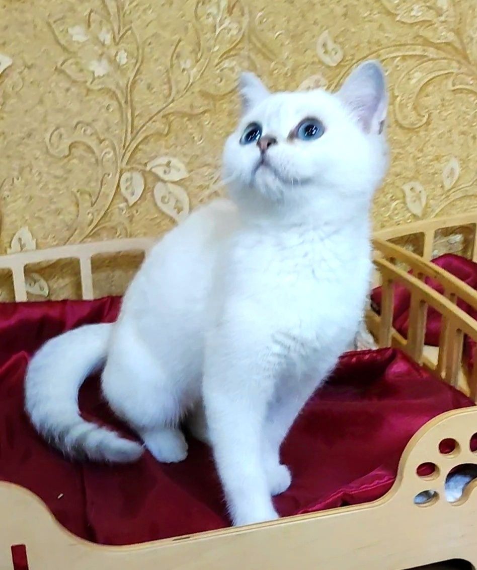Клубный мальчик шиншиллка поинт