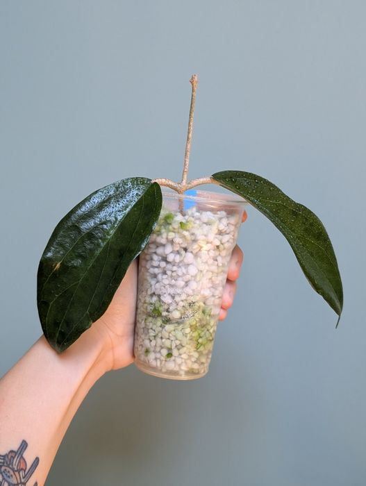 Hoya sp ut 033 rzadka