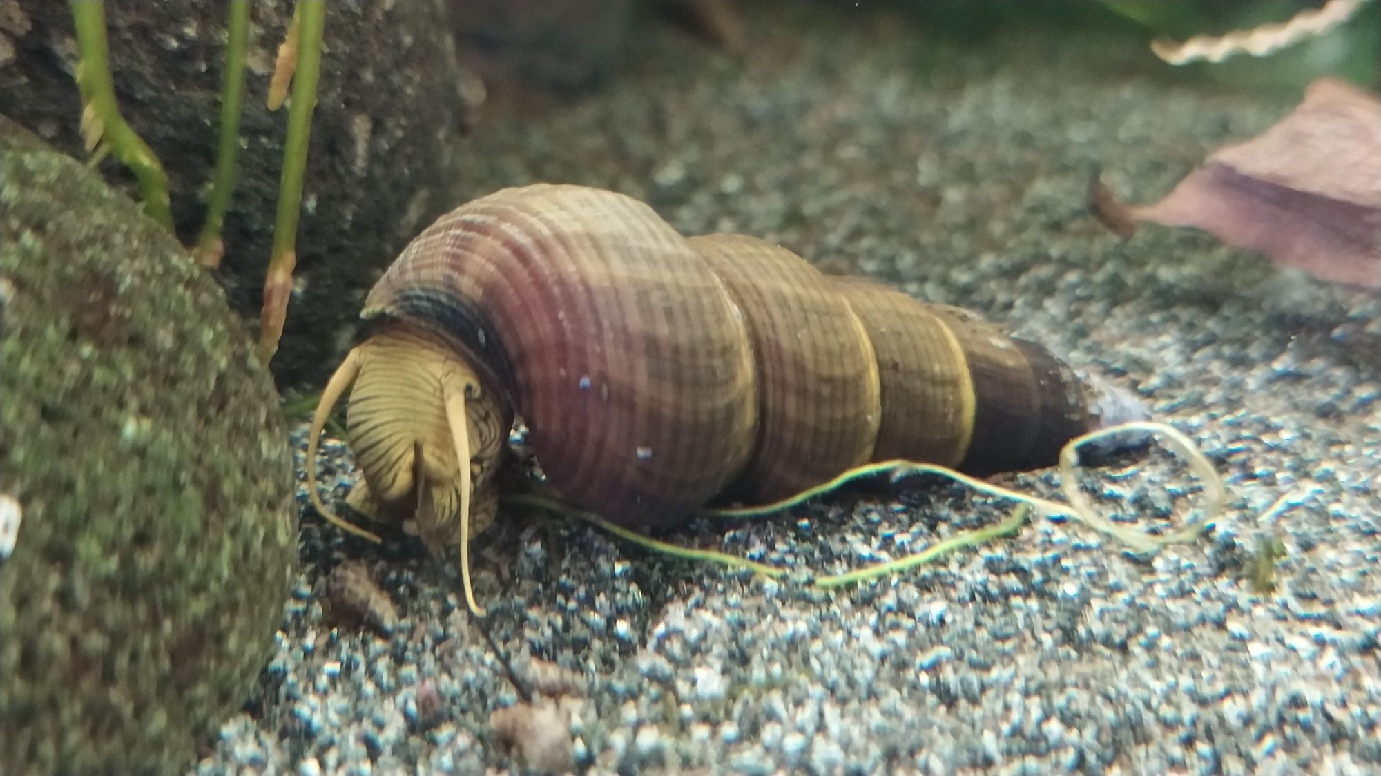 Tylomelania ślimak do akwarium
