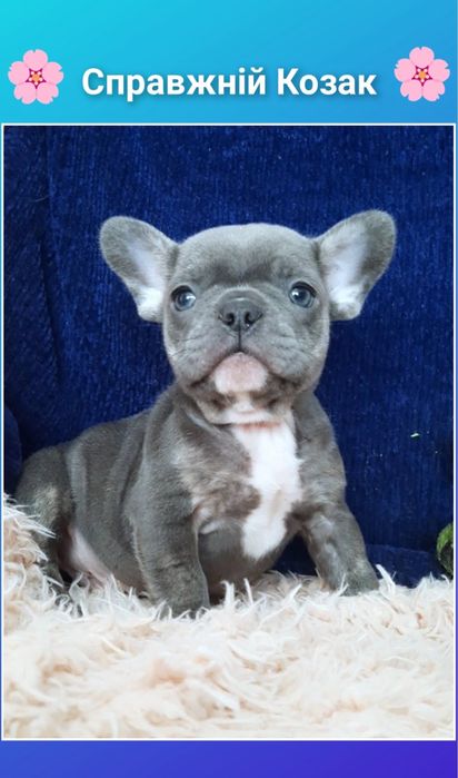 Ах какой красавчик мини мальчик голубой!