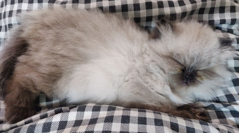 Персидській котик