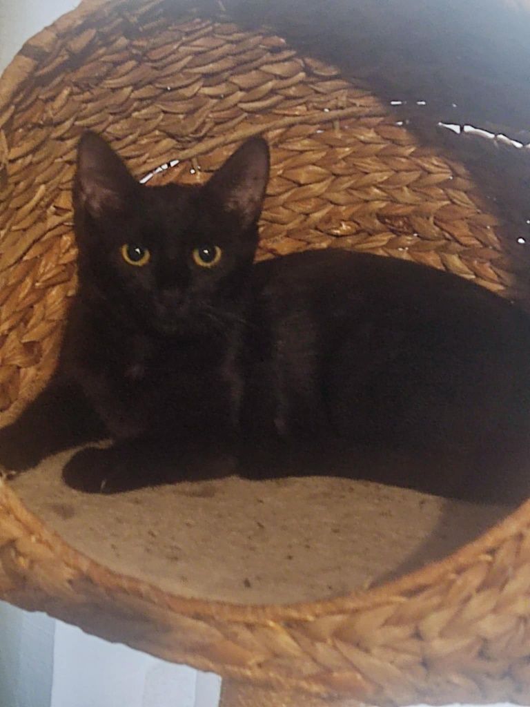 Czarna Kotka do Adopcji, dom niewychodzący, obowiązkowa kastracja