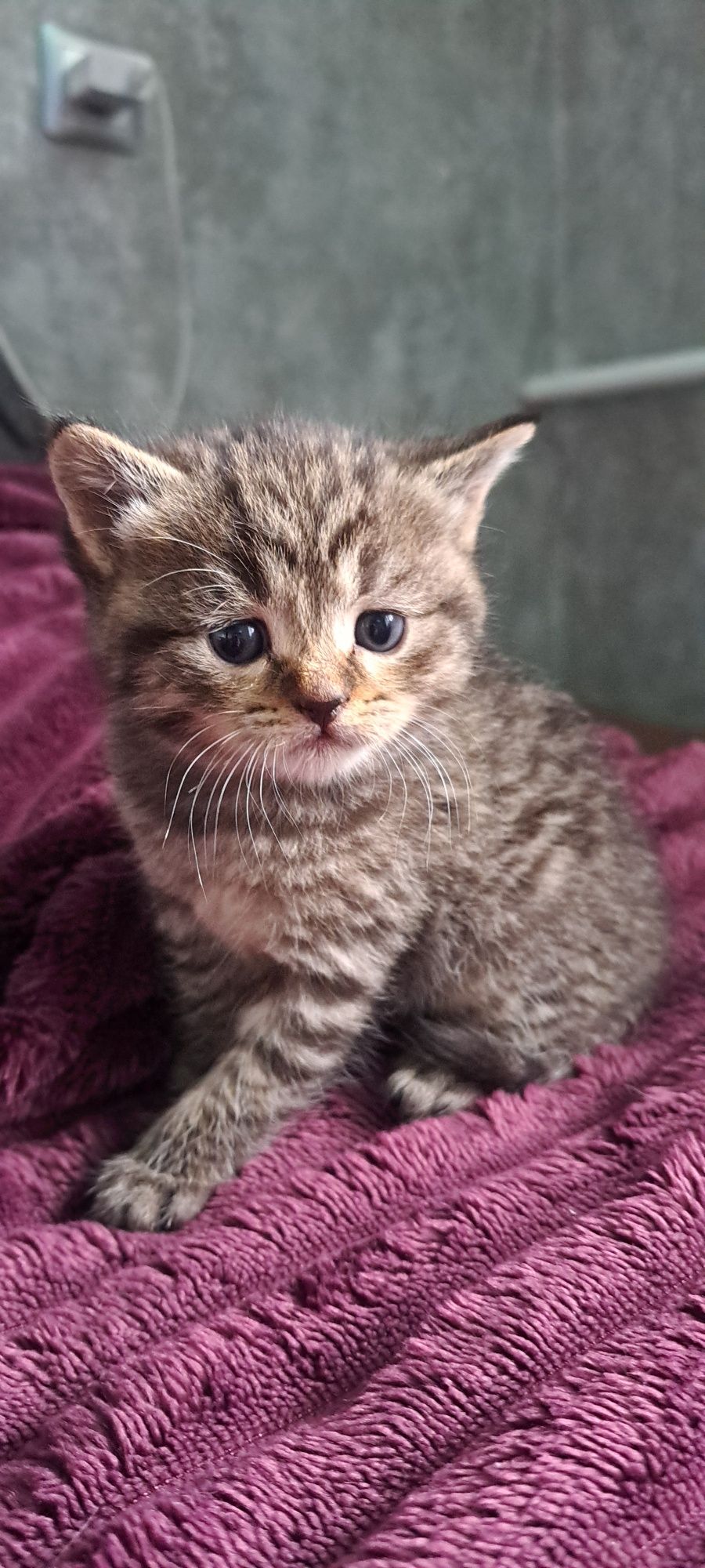 Шотландські кошенятка. Висловухий хлопчик