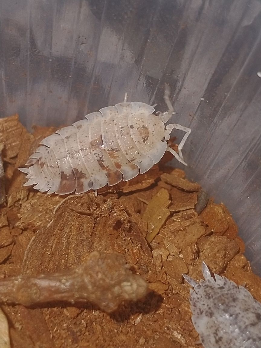 Porcellio scaber Orange Dalmatian/ Red Calico Dalmatian