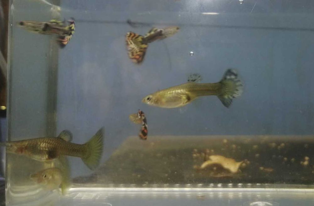 Guppy's   3 Fêmeas + 3 Machos   5€
