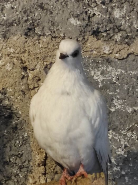 Winerki/murzyny/tiplery/łyski/budapeszty świetne na mamki