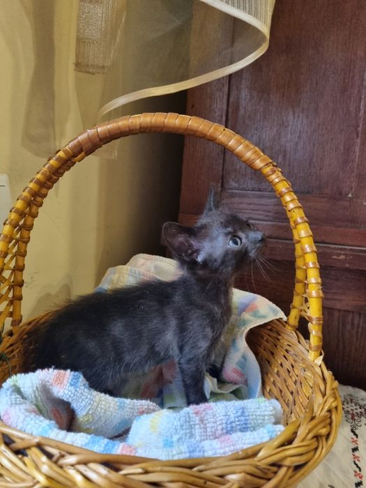 Кошенята в добрі руки, безкоштовно