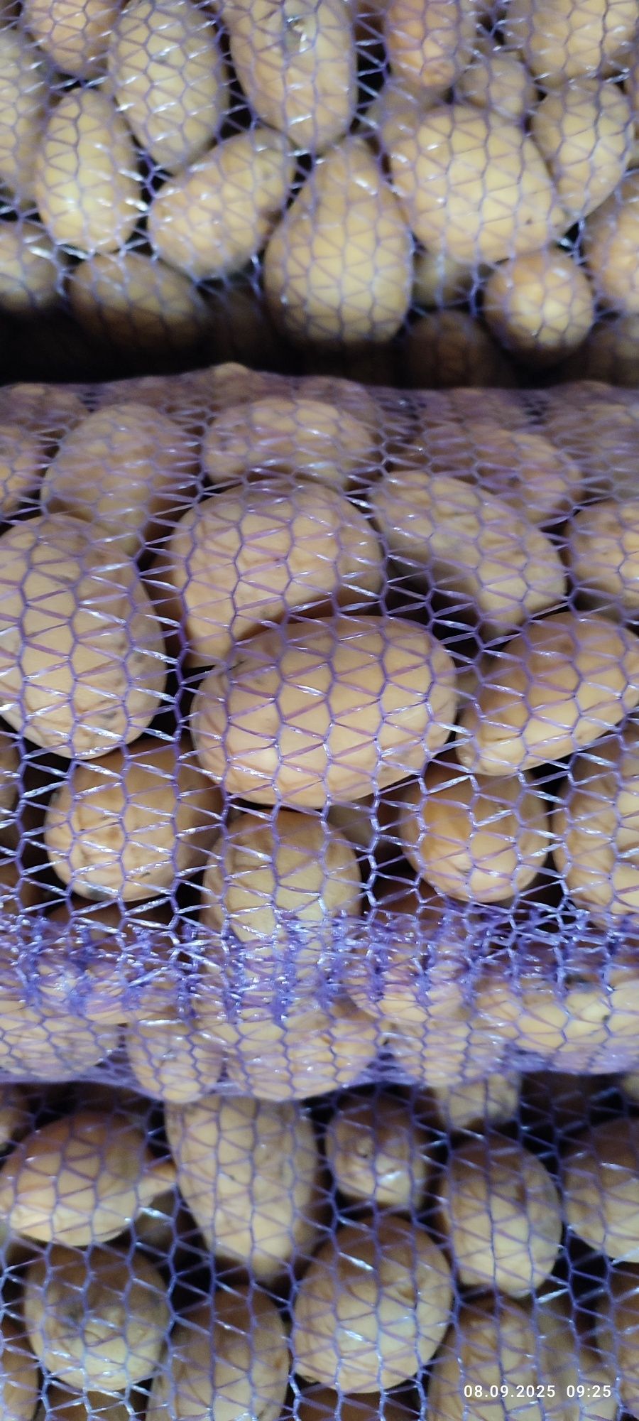 Продам картошку, картофель  сорт Коломбо.Домашняя бараболя.