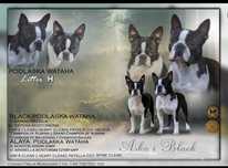 Boston Terrier ZKwP FCI