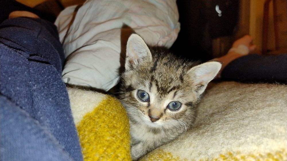 Oddam w dobre ręce kocięta