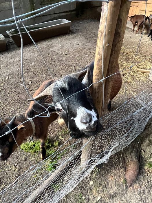 Vende-se cabras anãs muito meiguinhas