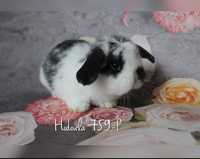 Mini lop przepiękne króliki karzełek baranek HODOWLA