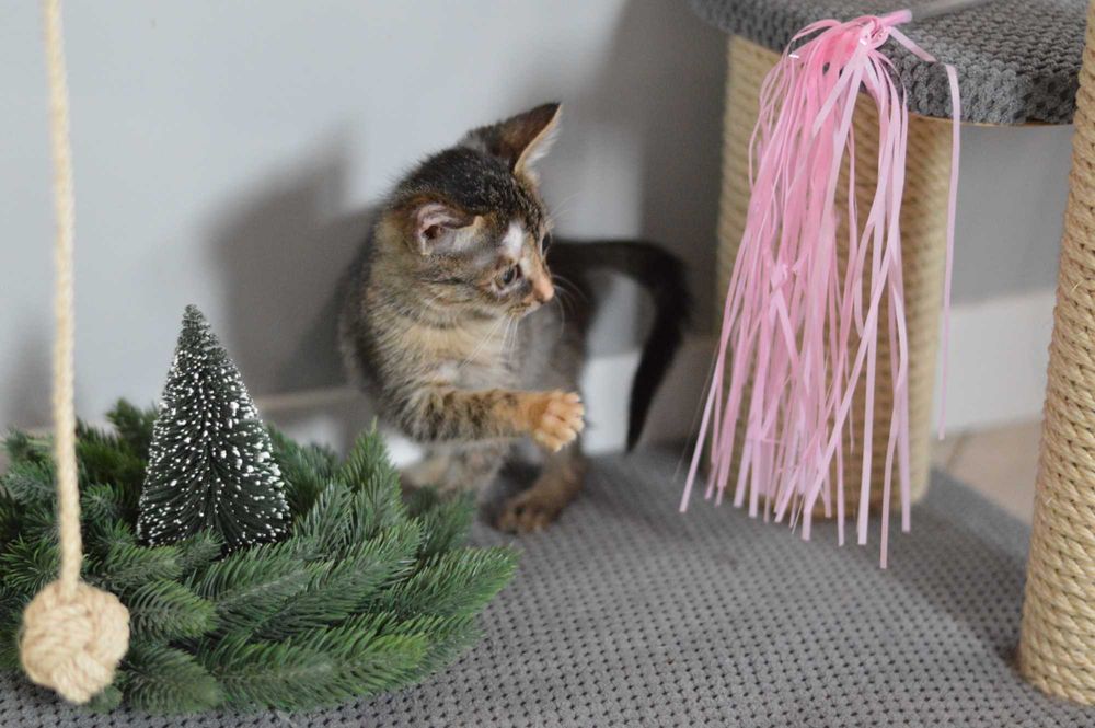 Бідна Селена, кошенятко 2,5 місяці