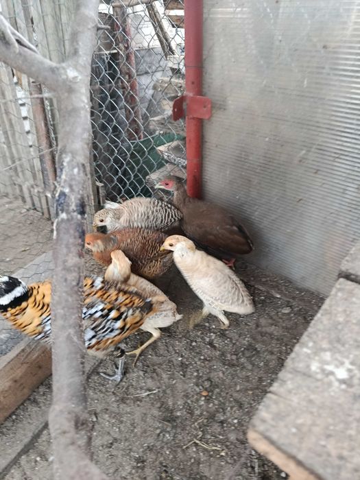 Bazant  ozdobny srebrny