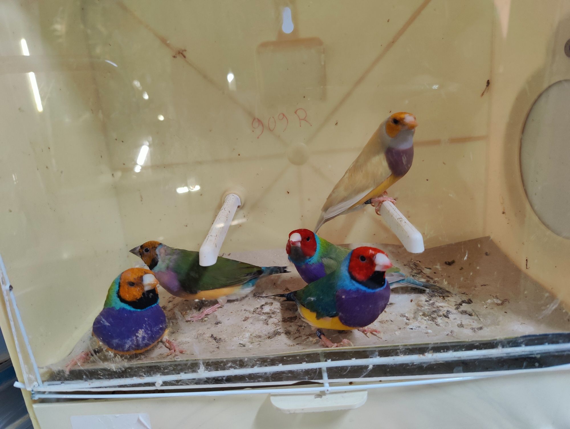 Diamantes gould venda