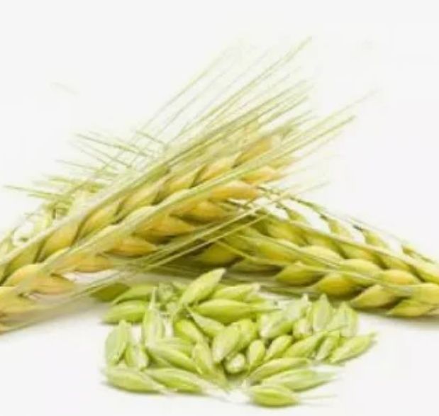 Ячмінь продам 2025р