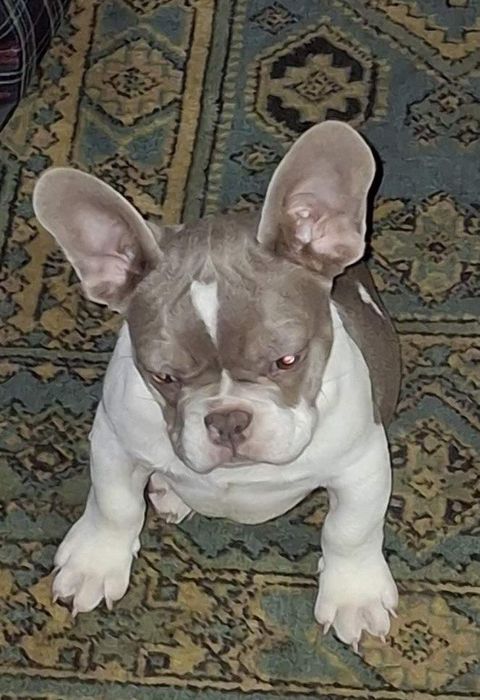 Щенок французского бульдога