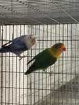 Agapornis fischer casais
