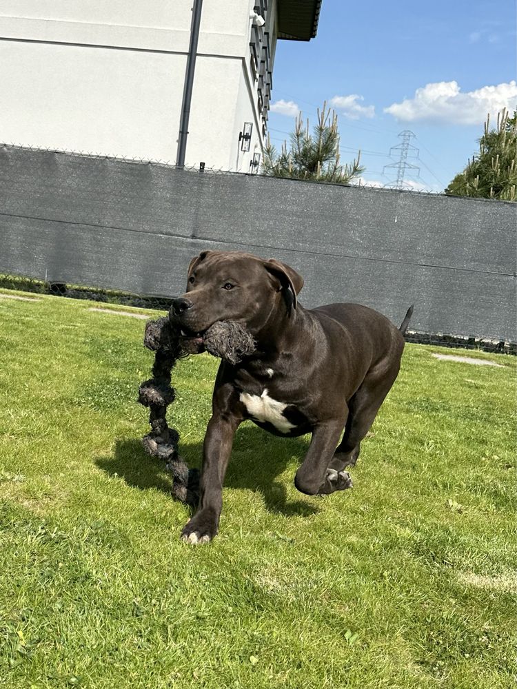 American Bully XL - potężny samiec - PRAWNUK HULKA DDK!