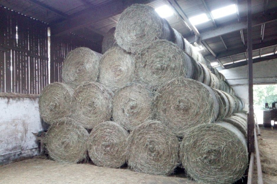 Baloty siana dla koni / siano tegoroczne / zielone siano dla koni bele