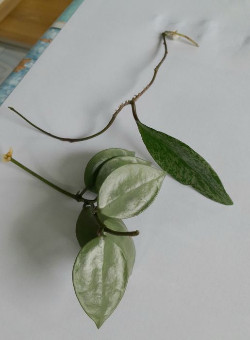 Zestaw: Hoya Krohniana Eskimo i Hoya Pubicalyx Silver Splash