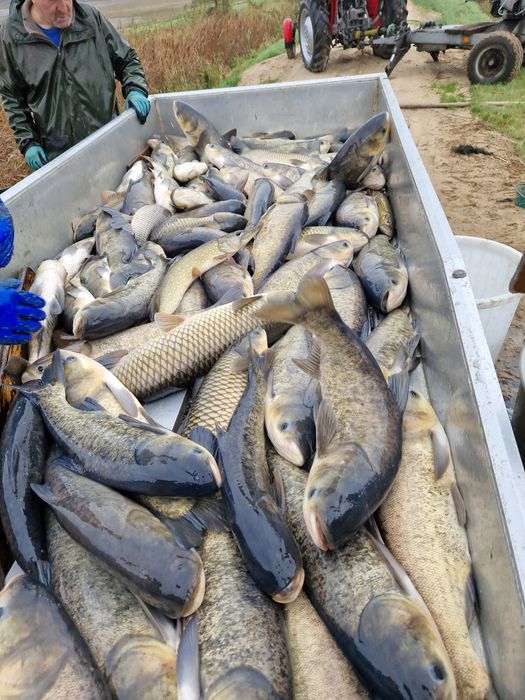 Sprzedaż Hurtowa Karpia Handlowego Oraz Kroczka Karpia Prosto z Hodowl