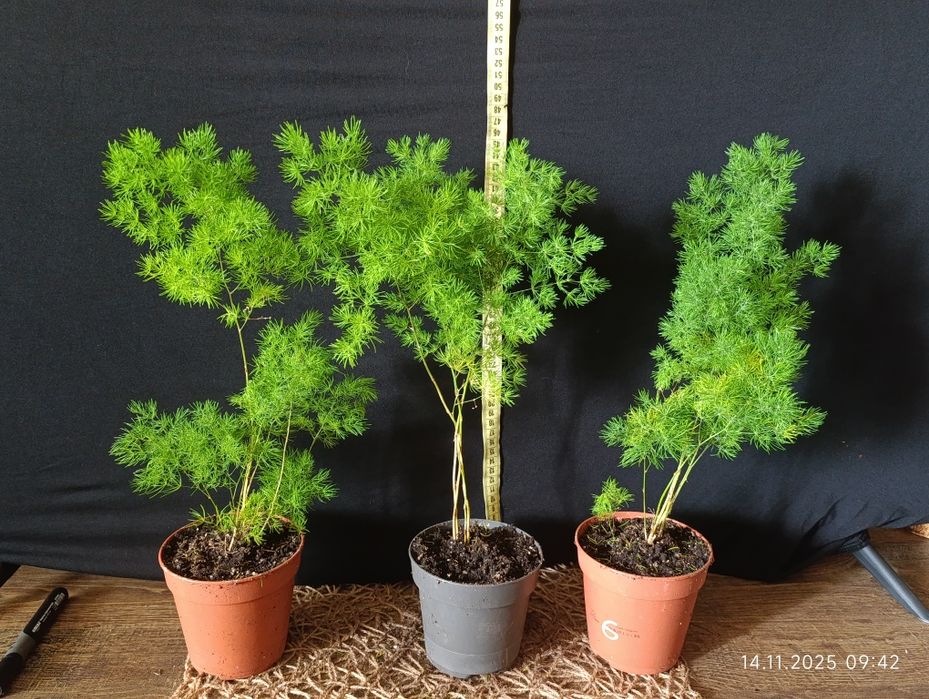 Аспарагус Умбеллатус