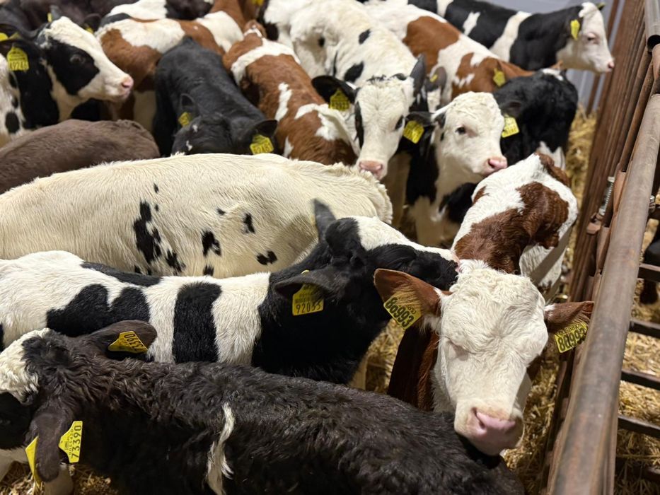 Cielaki cieleta byczki jaloweczki