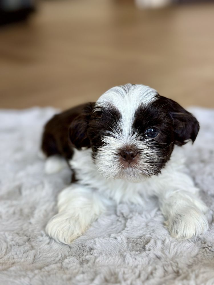 Shih Tzu szczeniak biało-czekoladowy hodowla rodowód