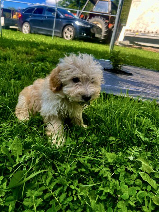 Maltipoo F1 Suczka