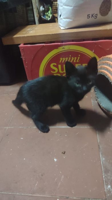 PARA ADOÇÃO Responsável