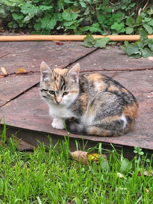 Милые котята ищут теплые ручки и большое сердечко