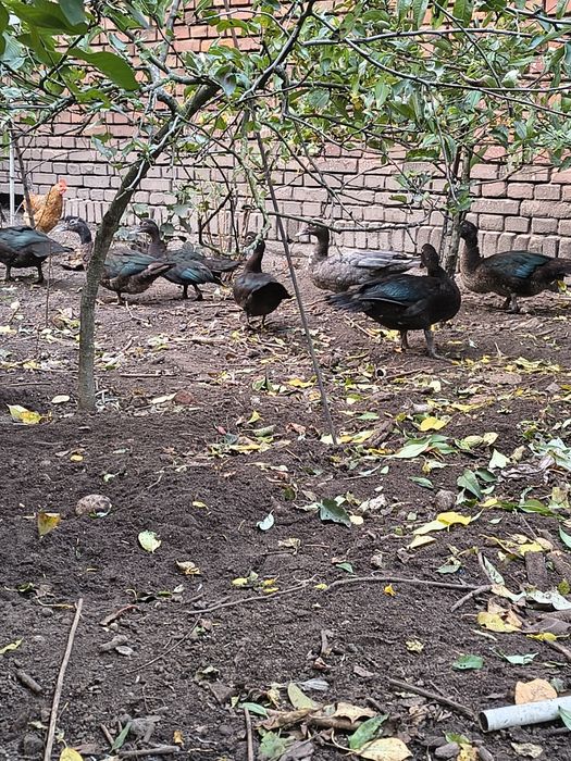 Kaczki piżmowe czarne i niebieski kaczor