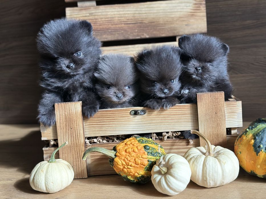 POMERANIAN szpic miniaturowy miś lalka :)