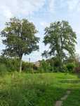 Дерева,пиломатеріали,дошка,брус