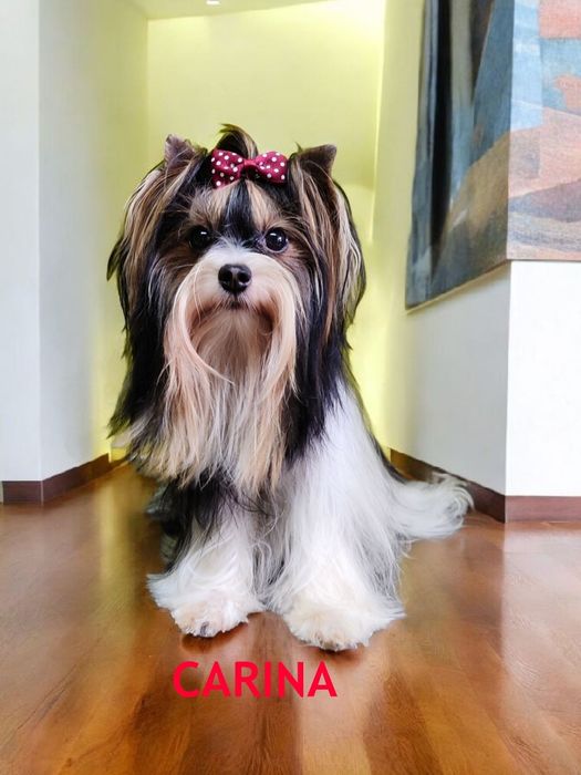 Biewer Yorkshire Terrier mini suczka