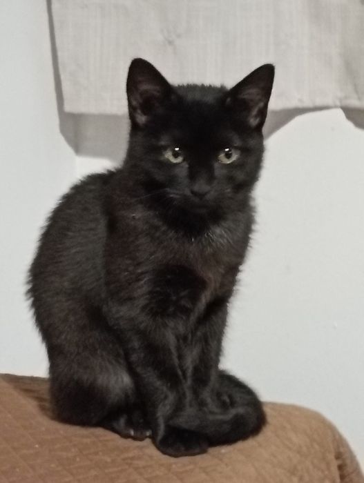 Gabriela- gatinha bebé para adoção responsável