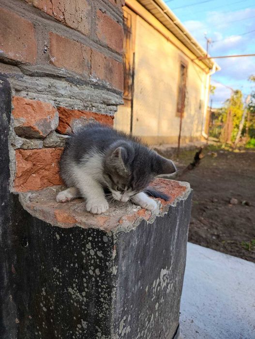 Котята отдам в хорошие руки