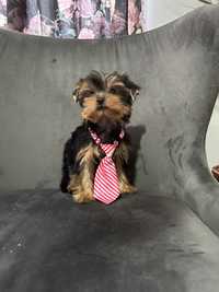 Yorkshire terrier piesek