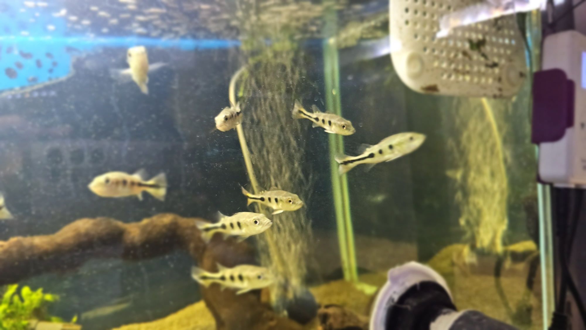 Ciclha monoculos 7/8cm