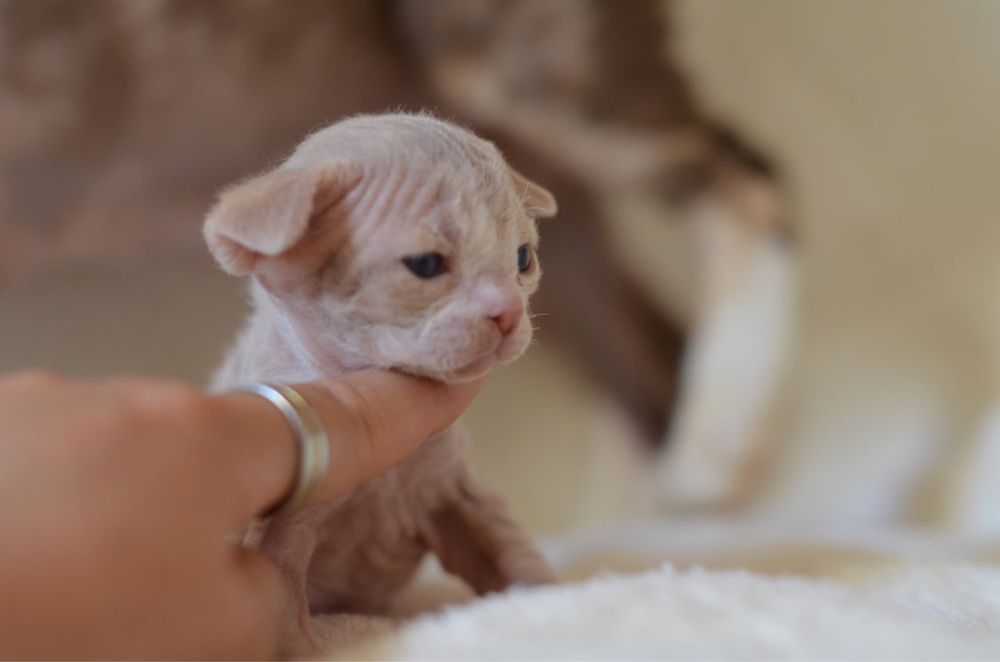 Котеня девон рекс хлопчик