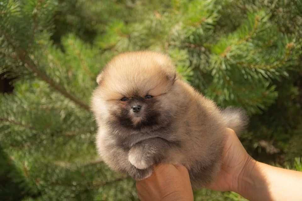 Spitz Alemão Anão e/ou Lulu da Pomerânia   com LOP e AFIXO