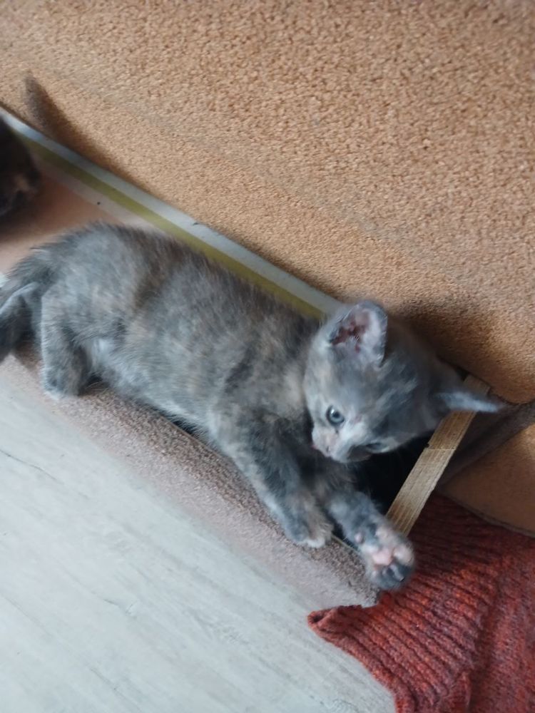 Кошеня Безкоштовно в добрі руки