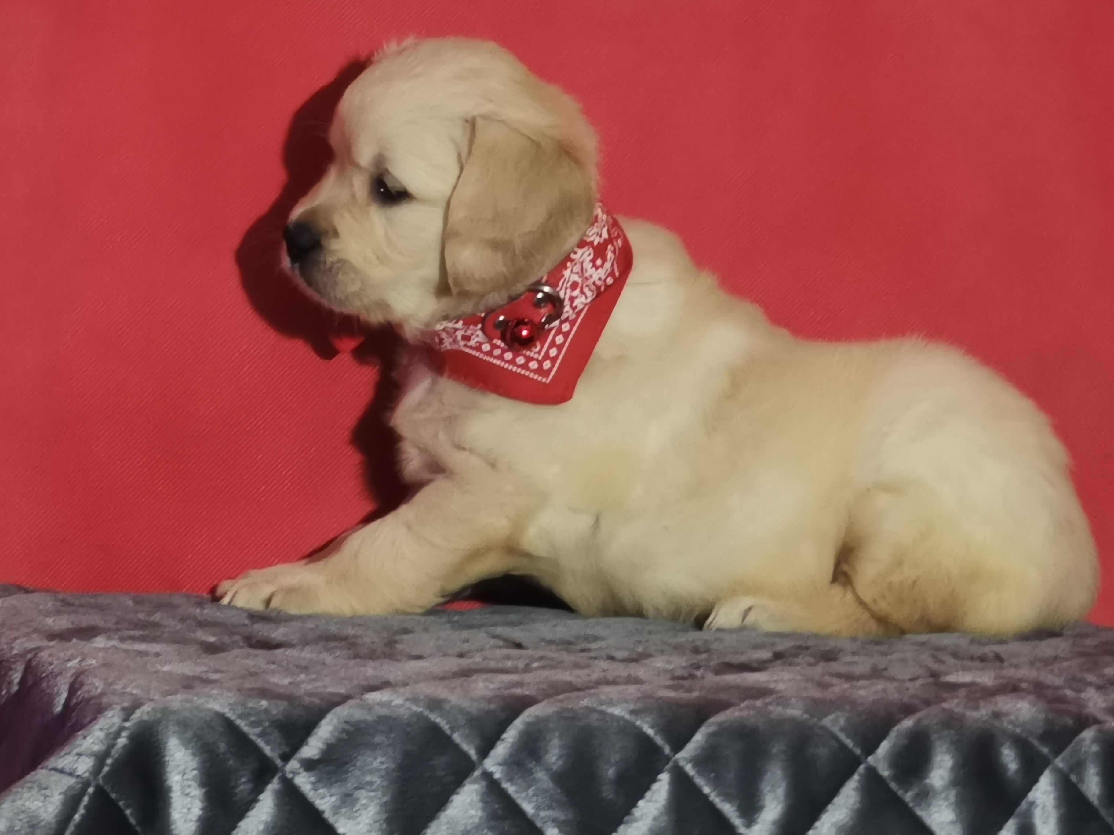 Golden retriever złota suczka